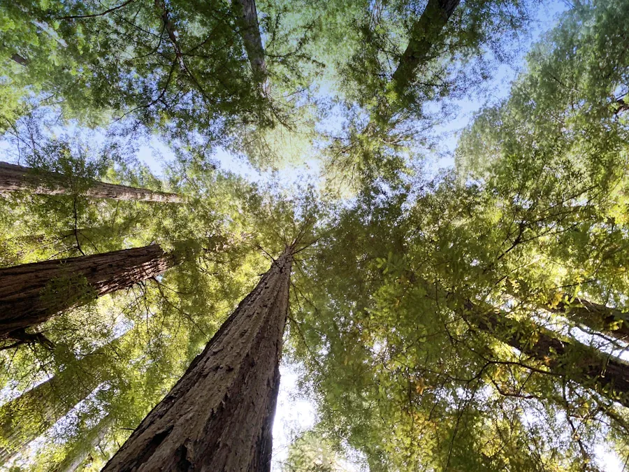 Tall trees in the southern Ontario canopy