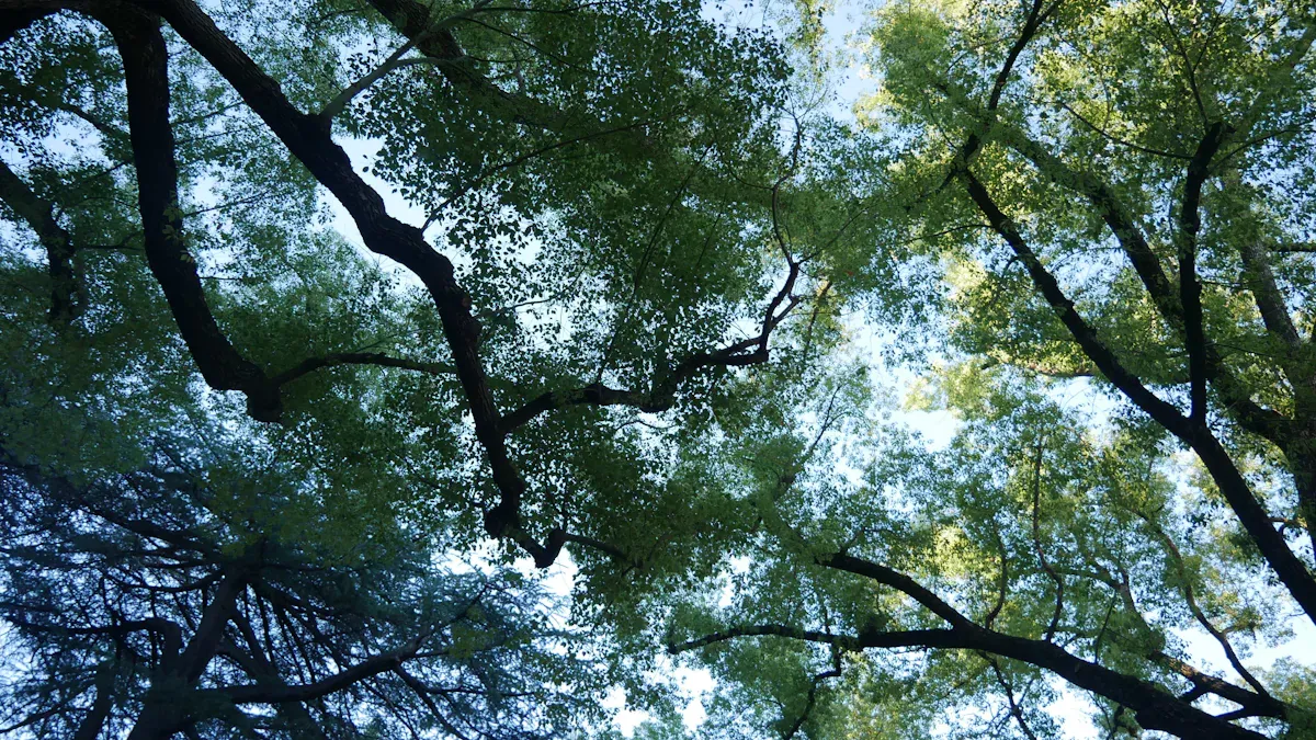 Branches reaching across a bright canopy