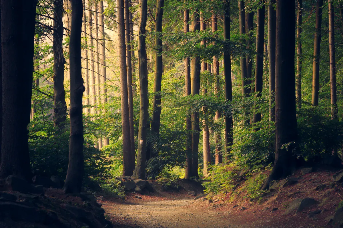 Forest canopy of mature hardwood trees