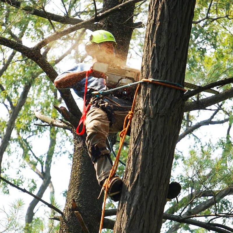 Arborist climbing into a tree canopy on rope and harness