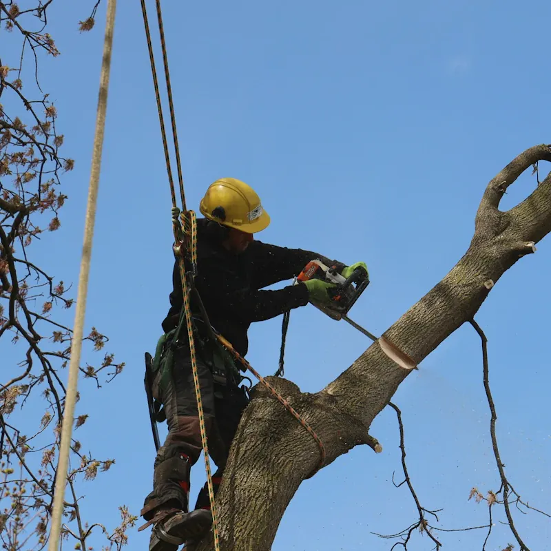 Arborist sectioning a large limb with a chainsaw