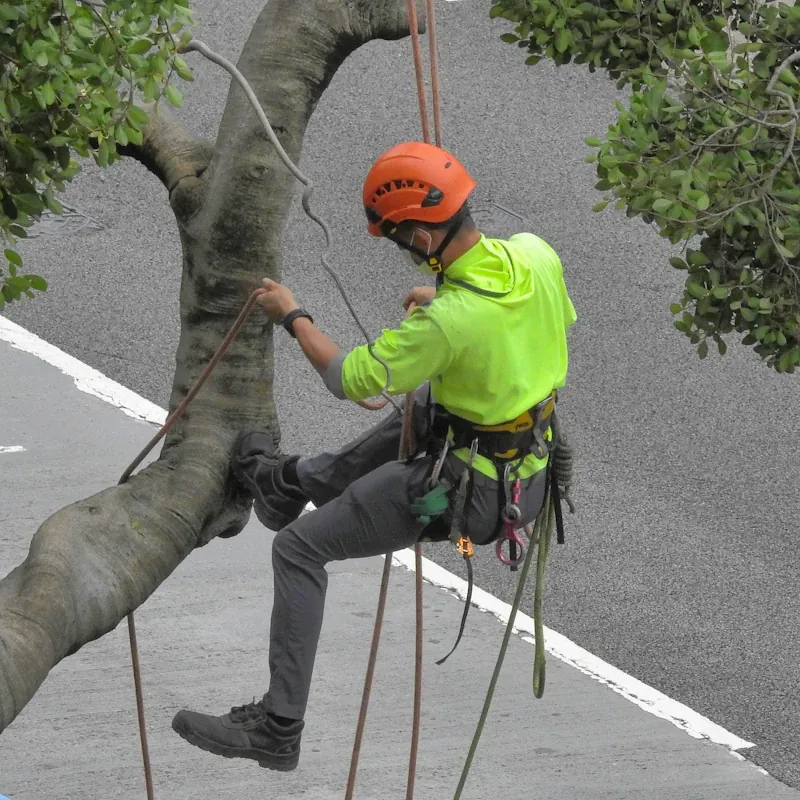 Arborist rigging a limb for a controlled lower over a hard surface
